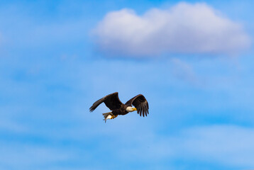 American Bald Eagle is soaring over natural environment at West Point Dam in Alabama.