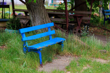 Wall Mural - A blue bench sits in a grassy field next to a tree