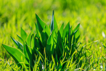 A bunch of green grass with a few leaves sticking out of the ground