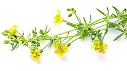 Rapeseed flower isolated on white background. Brassica napus. View from above ,Generative ai, 