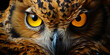 Penal, yellow eyes of an owl, whose gaze penetrates into the very depths of dar