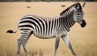 A Zebra In A Safari Escape