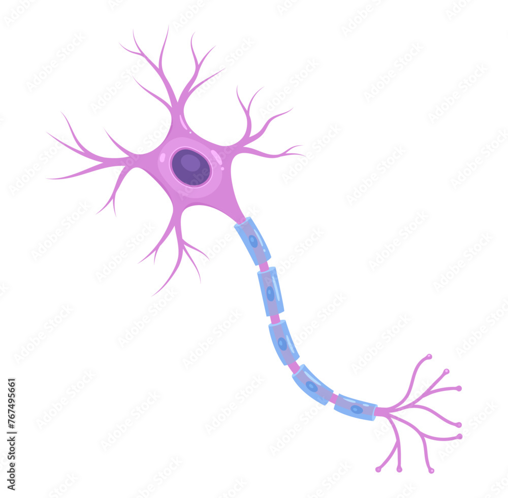 Illustration of neuron anatomy. Vector infographic (nerve cell axon and ...