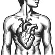 male torso with an anatomically correct heart exposed, symbolizing health and anatomy sketch engraving generative ai fictional character vector illustration. Scratch board. Black and white image.