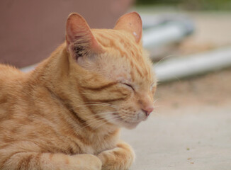 Close-up of young orange domestic cat