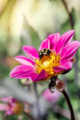 Dark pink dahlia flower and a bee