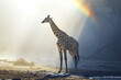 giraffe in the African savanna in the sunlight with a rainbow. mammals and wildlife