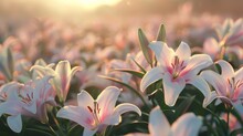 A Field Of Vibrant Easter Lilies Blooming In The Morning Light. (Focus On New Life)
