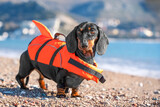 Fototapeta Zwierzęta - Dachshund dog in orange life vest with handle for safe swimming poses on pebble beach by sea Puppy in jacket is training, strengthening muscles , back, actively engaged in water sports in safe clothes