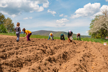 Canvas Print - Family working on an agricultural fields planting sprouts potatoes in soil in garden on country village.