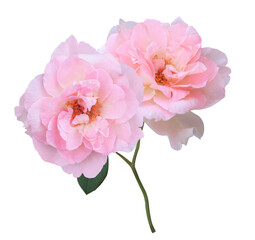 Wall Mural - Close up beautiful single head pink rose flowers branch isolated on transparent background.