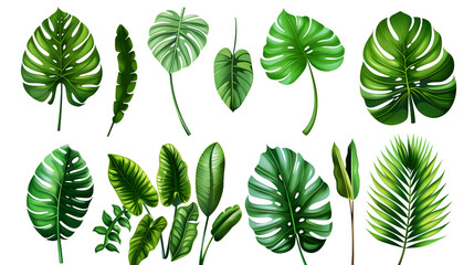 Wall Mural - set of green leaves, tropical leaves on white