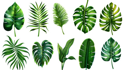 Wall Mural - set of green leaves, tropical leaves on white