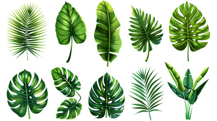 Wall Mural - set of green leaves, tropical leaves on white