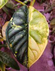 Wall Mural - Beautiful yellow and green half-moon leaf of Alocasia Dragon Scale variegated plant