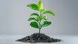 Freshly Planted Pomelo Sapling in Rich Soil Humus on White Background
