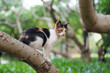 Kitten climbing a tree in the park