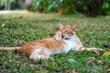 Kitten lying on the grass in the park licking its fur