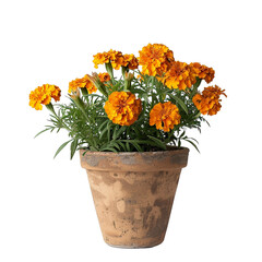 Wall Mural - A recycled planting pot with blooming marigold flowers, isolated on a transparent background.