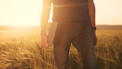 Sticker - Agriculture. a farmer with a laptop walks in an agricultural field of wheat at sunset. agriculture business concept. farmer walk with tablet lifestyle works in wheat field sunlight