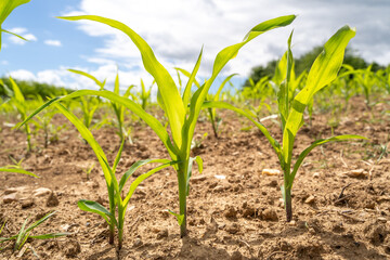 Cornfield with young plants on a sunny day in spring