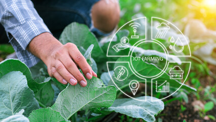 Agriculture technology farmer man using tablet computer analysis data and visual icon. vegetable seedlings in cultivated agricultural field with graphic concepts modern agricultural technology