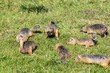 Gophers are in a hurry to collect sunflower seeds scattered for