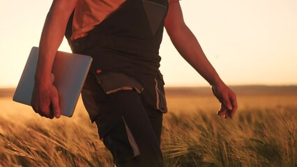 Wall Mural - Agriculture. a farmer with a laptop walks in an agricultural field of wheat at sunset. agriculture business lifestyle concept. farmer walk with tablet works in wheat field sunlight