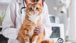 Veterinarian examines cat in veterinary practice