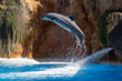 Ein springender Delfin in der Seitenansicht während einer Vorführung