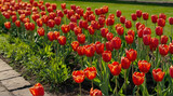 Fototapeta Tulipany - flower bed of red beautiful tulips green lawn beautiful spring tulips flowers in park sunny day.generative.ai
