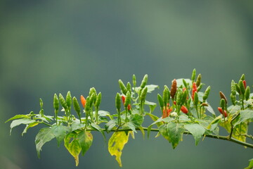 The organic cayenne pepper trees planted in this yard are ready to be harvested. Green and red Thai pepper Chilli Padi, tree blooming in garden on nature background.