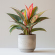 © 희용 강 - 아글라오네마 오로라 (Aglaonema, plant aglaonema)