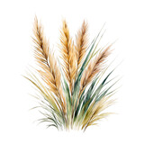Fototapeta  - Pampas grass watercolor clipart, decoration element for scrapbook, invitation, greeting, wedding cards, editing pngs, cutout on white background, farmhouse style grass, grains