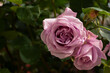 Purple rose close-up. A beautiful pastel delicate flower bloomed in the garden. Natural romantic background with space for text. Growing and collecting household bush roses. The concept of love