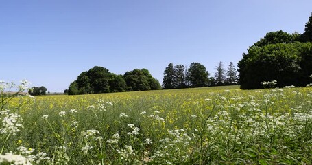 Wall Mural - rapeseed after flowering in summer, the field where rapeseed has faded