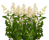 Fototapeta Panele - Blooming privet twigs isolated on white background