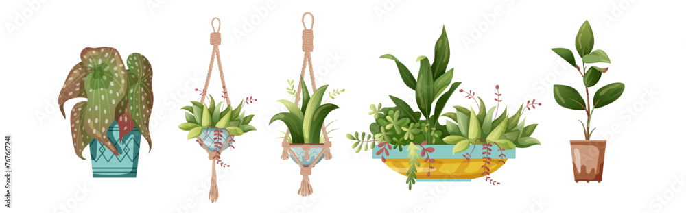 Houseplant and macrame plant growing in pots. Set of handmade home ...