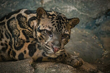 Sunda Or Borneo Clouded Leopard