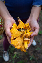 A female forager holds a handful of chanterelle mushrooms in Wyoming