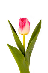 Canvas Print - Pink tulip flower isolated on white background