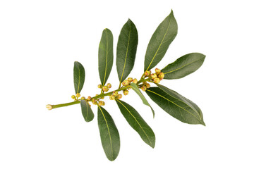 Wall Mural - Fresh green daphne leaves - leaf on the white background