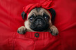 A grumpy pug puppy with big eyes and wearing a red head band, looks out of a plain red shirt pocket with his paws over the edge of the pocket. dog is looking at the camera with a curious expression.
