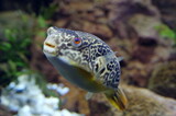Fototapeta Do pokoju - exotic fish in an aquarium
