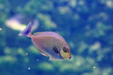 Fototapeta Do pokoju - exotic fish in an aquarium