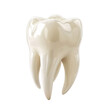 © Shahid - Premolar tooth isolated on transparent background