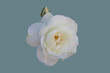 White rose flower.