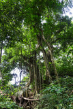 Fototapeta Londyn - Rainforest in Bali, Indonesia