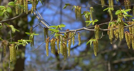 Wall Mural - The flowers of Carpinus betulus, the European or common hornbeam.