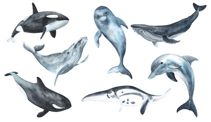 Wall Mural - Watercolor whale illustration isolated on white background. Hand-painted realistic underwater animal art. Humpback, Grey, Blue, Killer, Bowhead, manta whales for prints, poster, cards.
